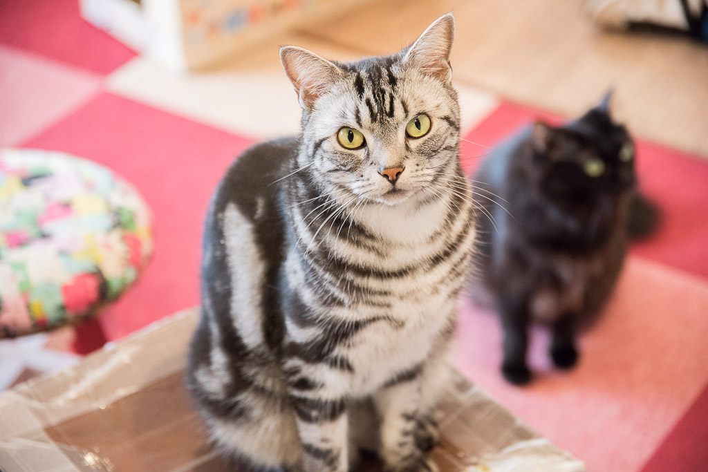 猫カフェ・猫まるカフェの猫