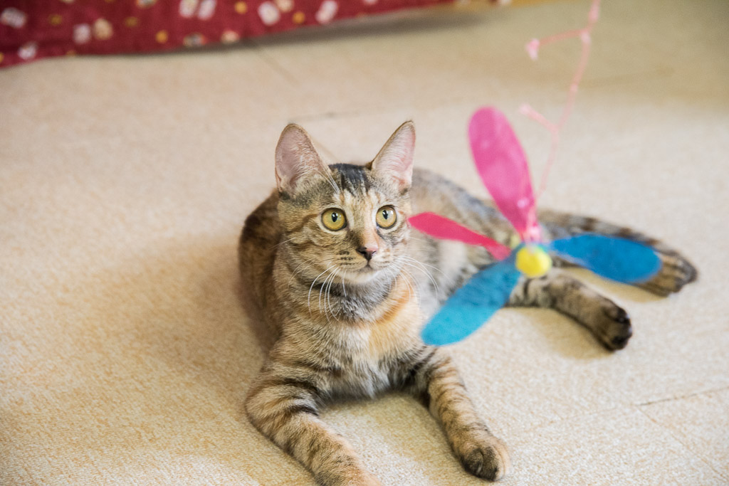 猫カフェ・ねこ園の猫とおもちゃで遊ぶ