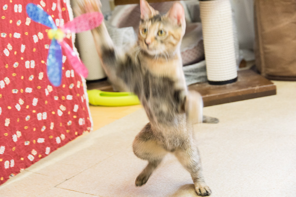 猫カフェ・ねこ園の猫とおもちゃで遊ぶ２