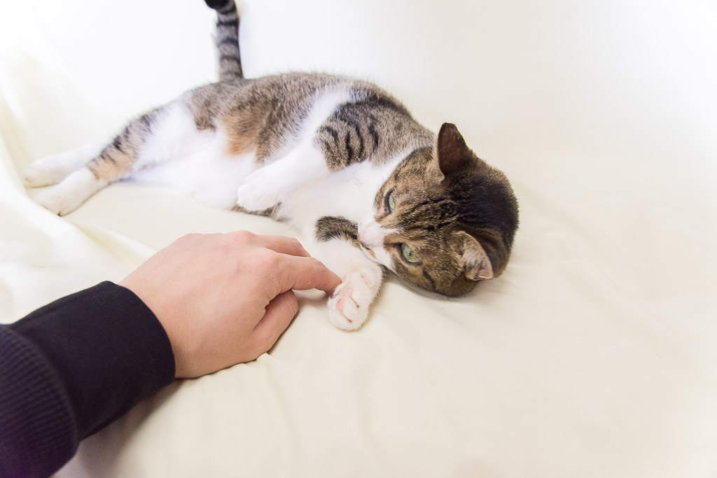 猫カフェ・ねこ園の猫に癒されている