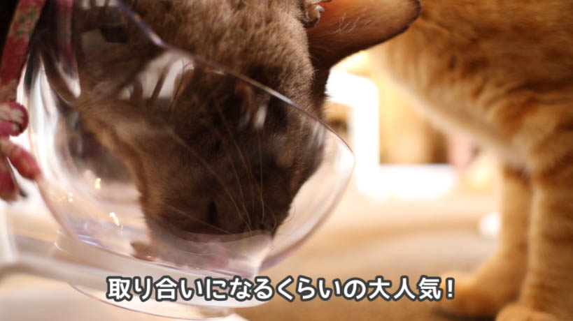 シーバDUO 贅沢シーフード味セレクションはかなり猫たちに人気