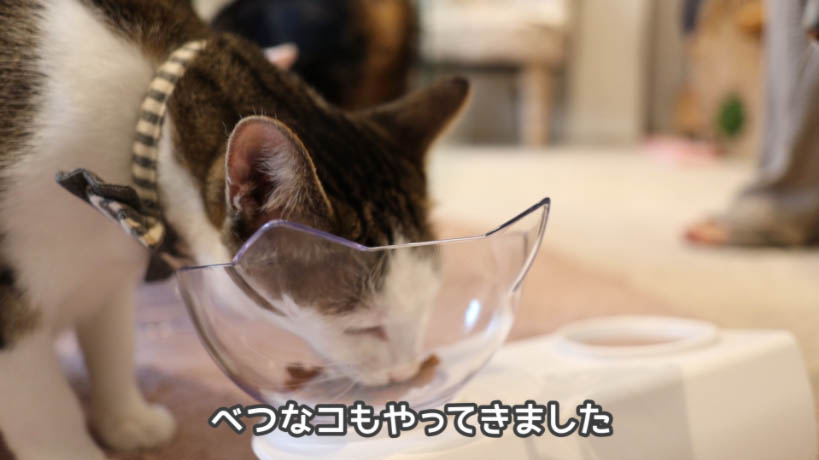 COMBO猫下部尿路の健康維持を食べに別な猫もやってきた