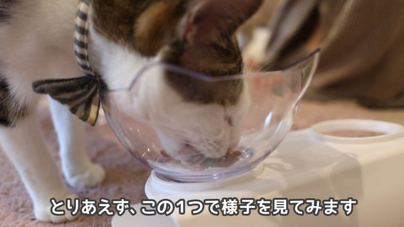COMBO猫下部尿路の健康維持をとりあえず猫に食べてもらう