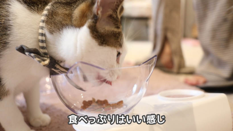 COMBO猫下部尿路の健康維持の食いつきは悪くない