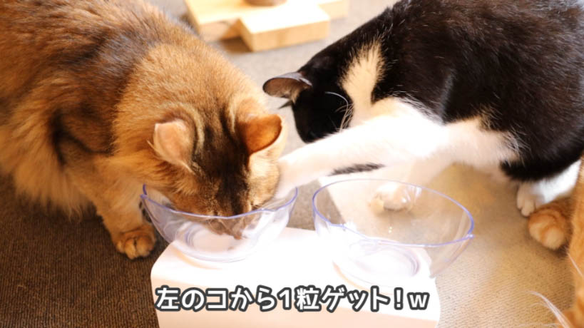 ロイヤルカナン セイバーエクシジェントを食べてる左の猫にちょっかいを出す右の猫