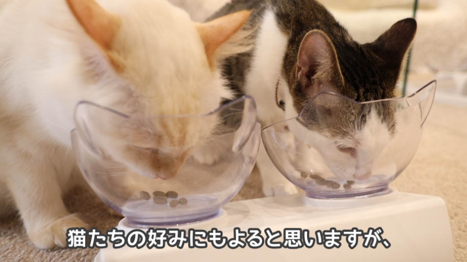 キャットフードをひたすら食べる猫たち