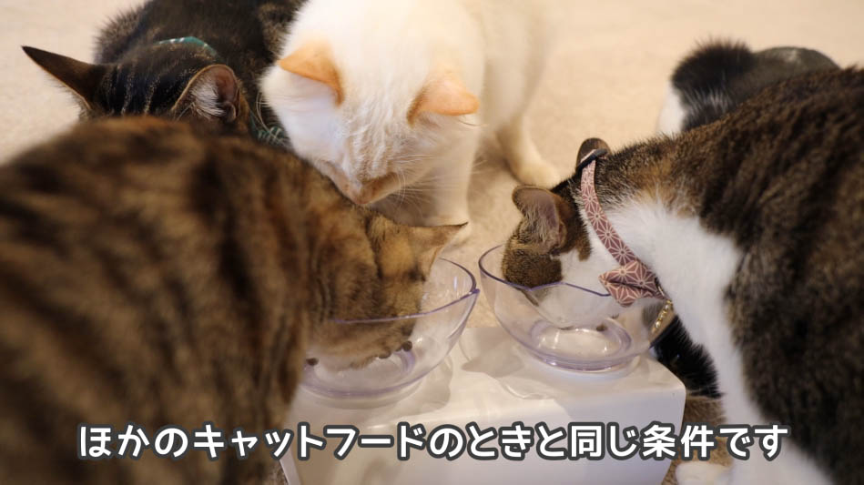 猫たちが美味しそうにキャットフードを食べている
