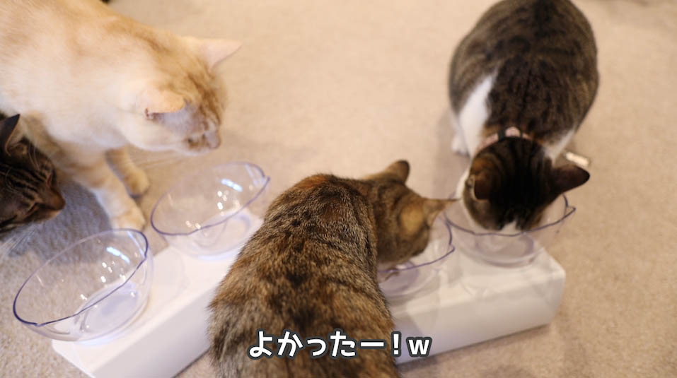 シーバDUO贅沢お魚味グルメセレクションを食べる猫たち３