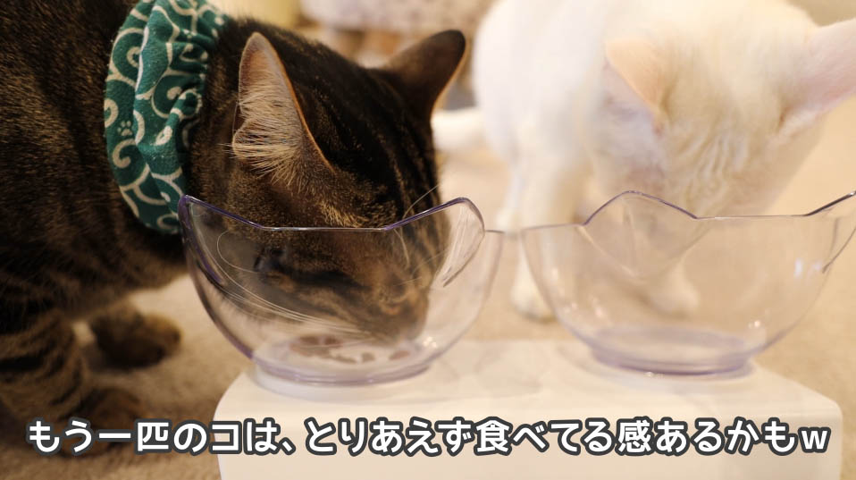 コンボ　まぐろ味カニカマ、小魚添えを一応食べてる２匹目の猫