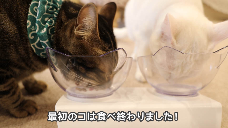 コンボ　まぐろ味カニカマ、小魚添えを食べ終わった１匹目の猫